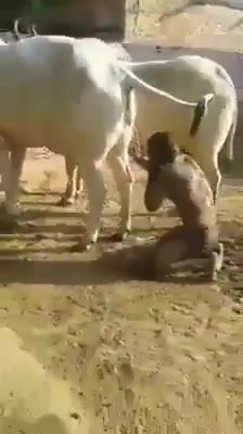 *bizarre Indian man drinking cow urine