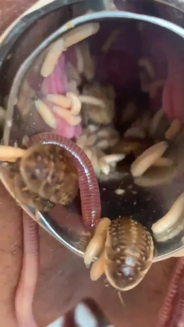 worm masturbationworm in pussy 