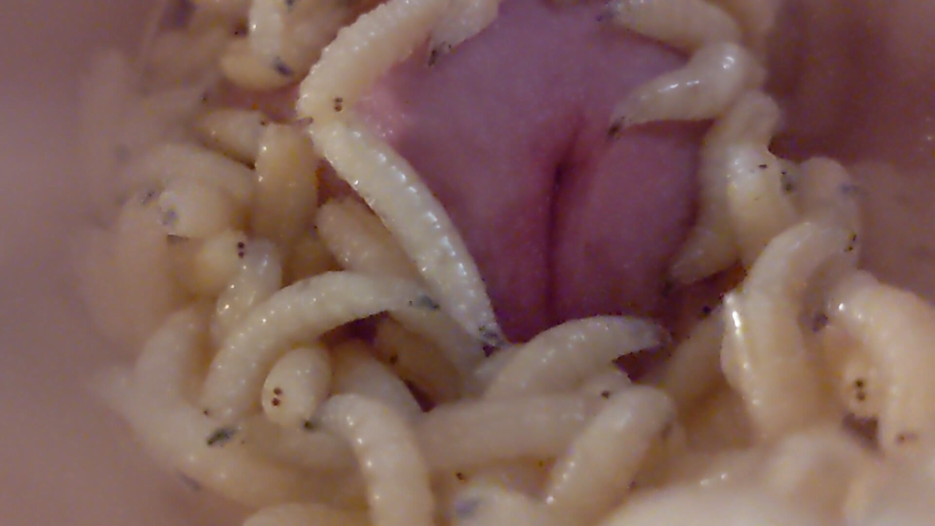 Maggots On Cock 6662