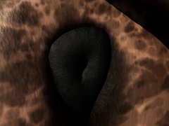 Horse anal vore - video 7