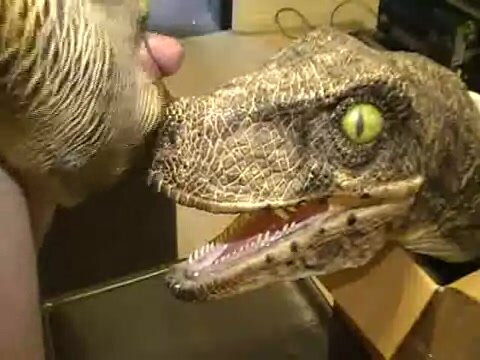 Cumming on raptor muzzle