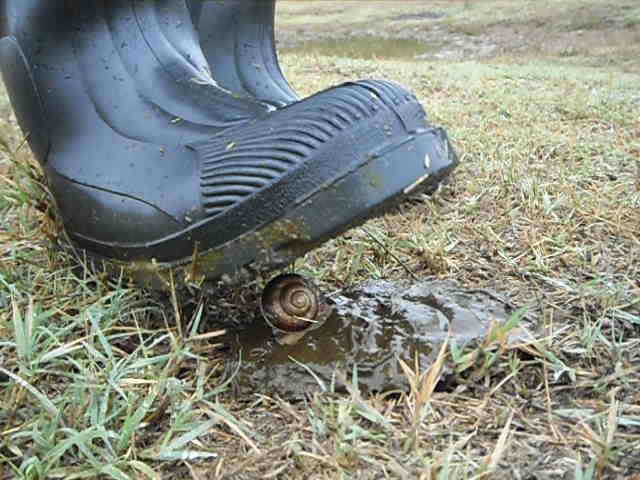 Rubber boots vs cowshit and snail
