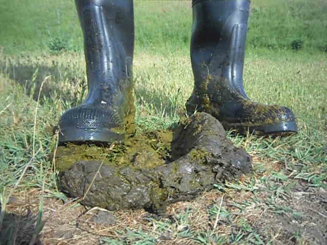 Rubber boots vs cowshit - video 2