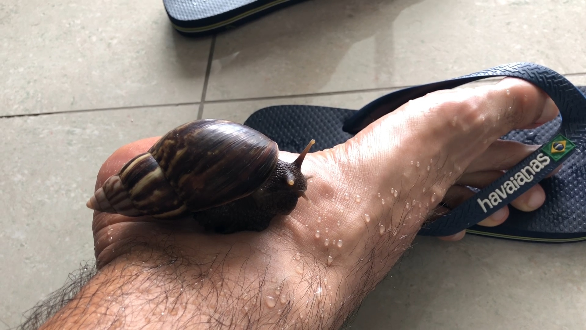 Snail crawling on wet tropical male feet part A
