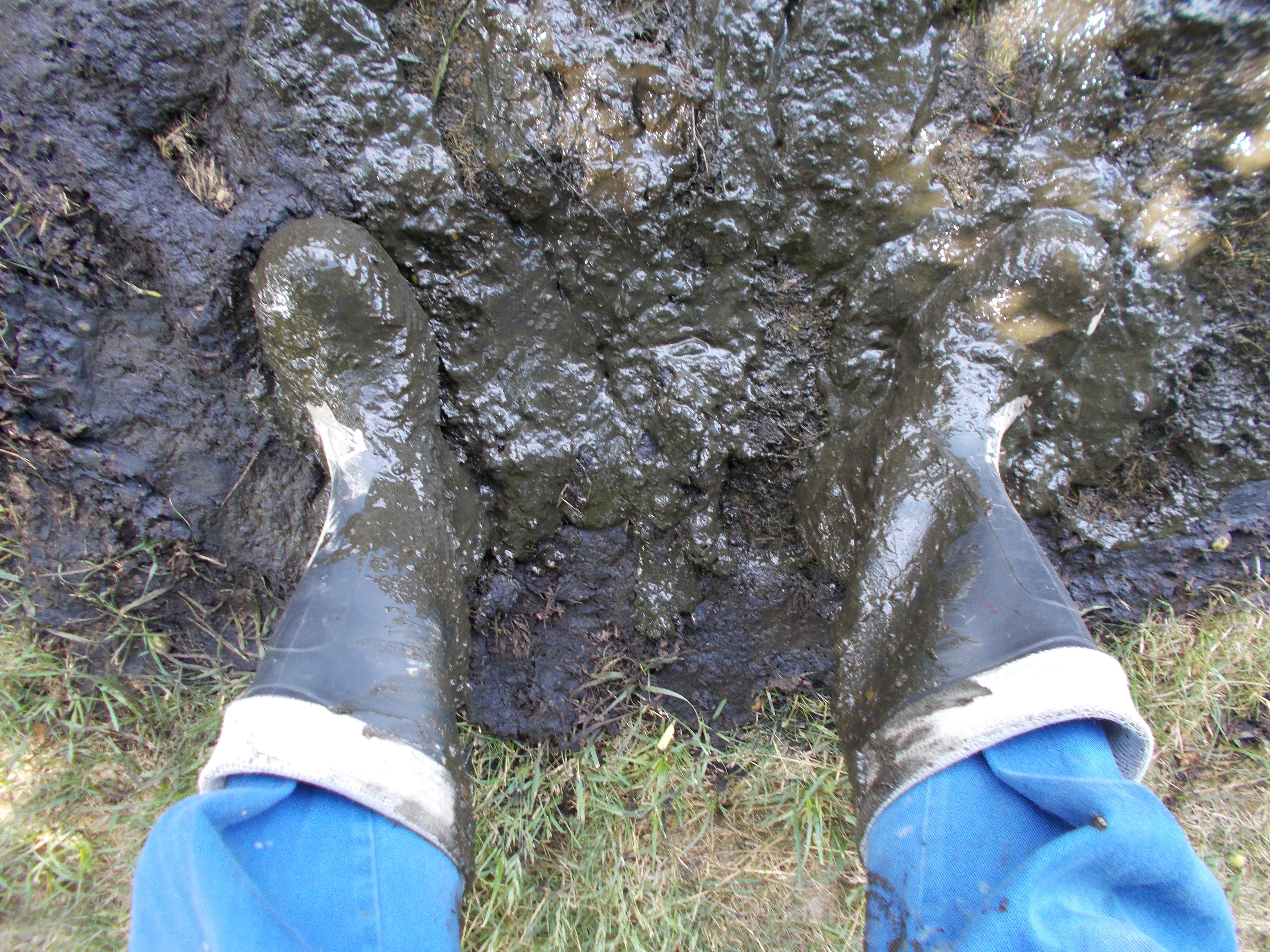 stomping in mud and manure