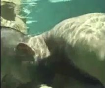 Short underwater bj - video 2
