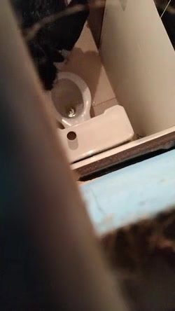 Toilet peeing - video 6