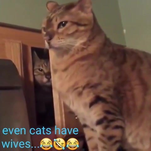 Even Cats Have Jealous Wives