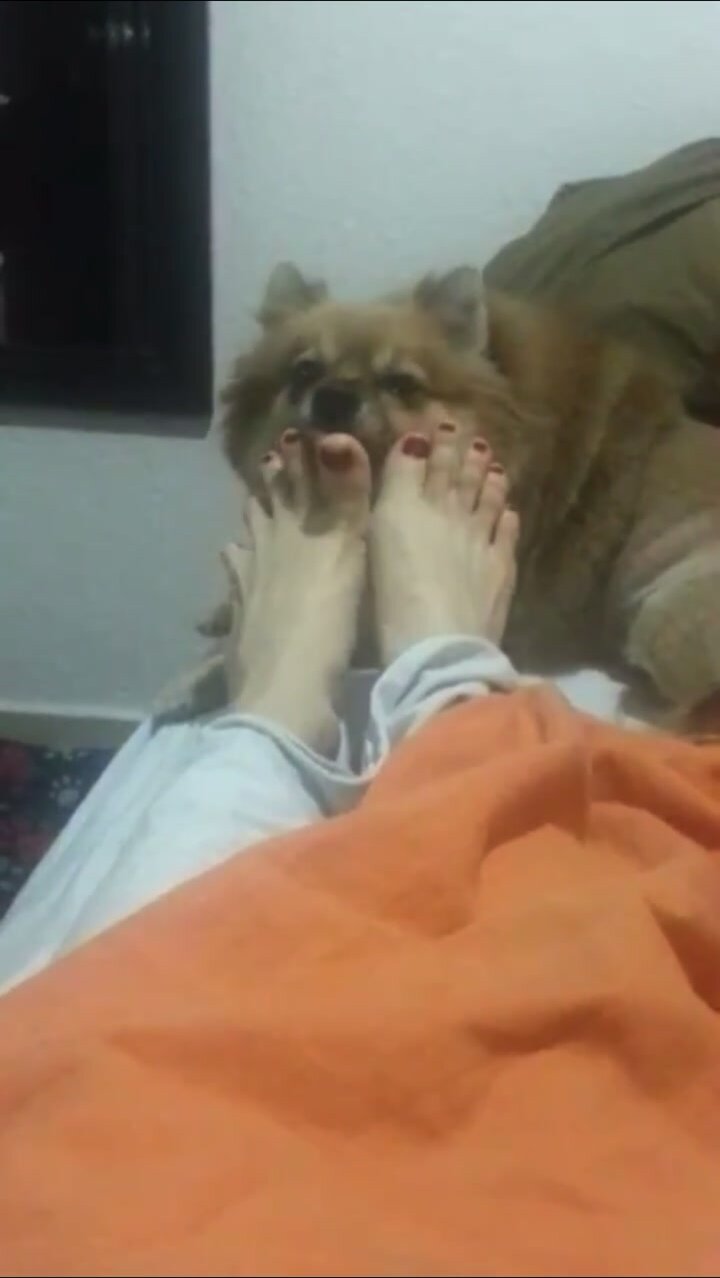 Little dog licking girl foot