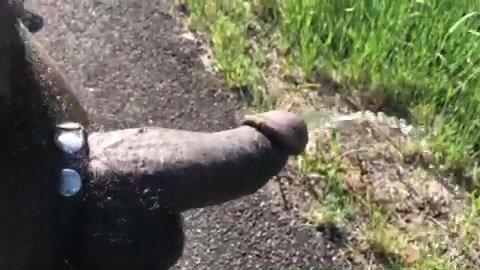 Roadside piss