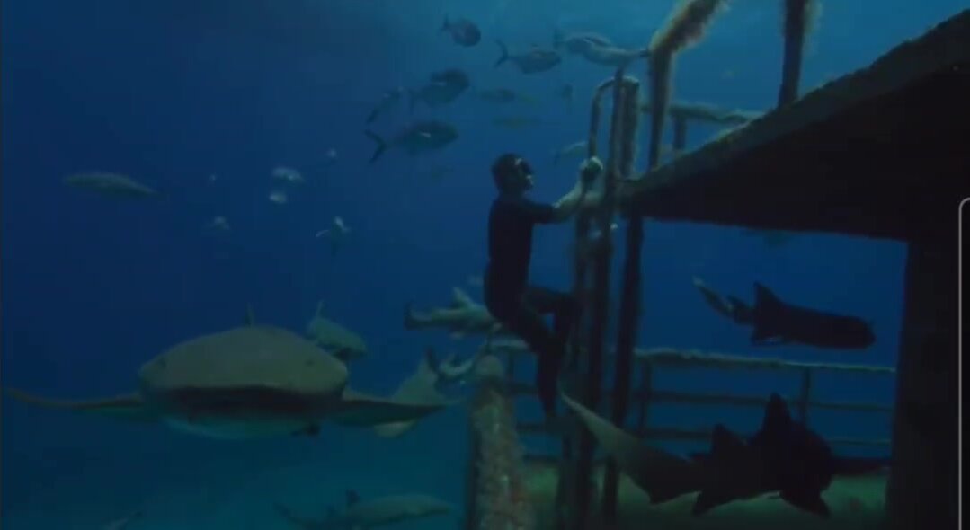Man freedives barefoot with sharks