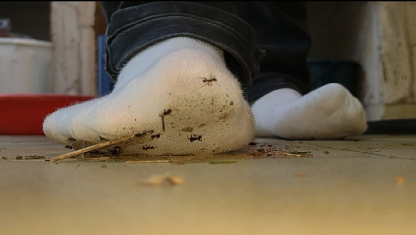 White socks Vs Ants