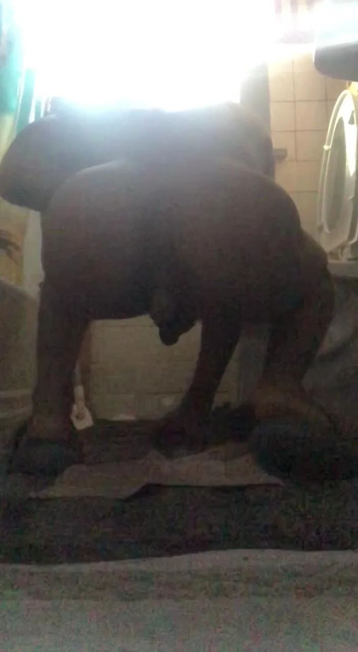 Elephant Shit Porn - Thick dick lover boy shitting for me 2 - ThisVid.com