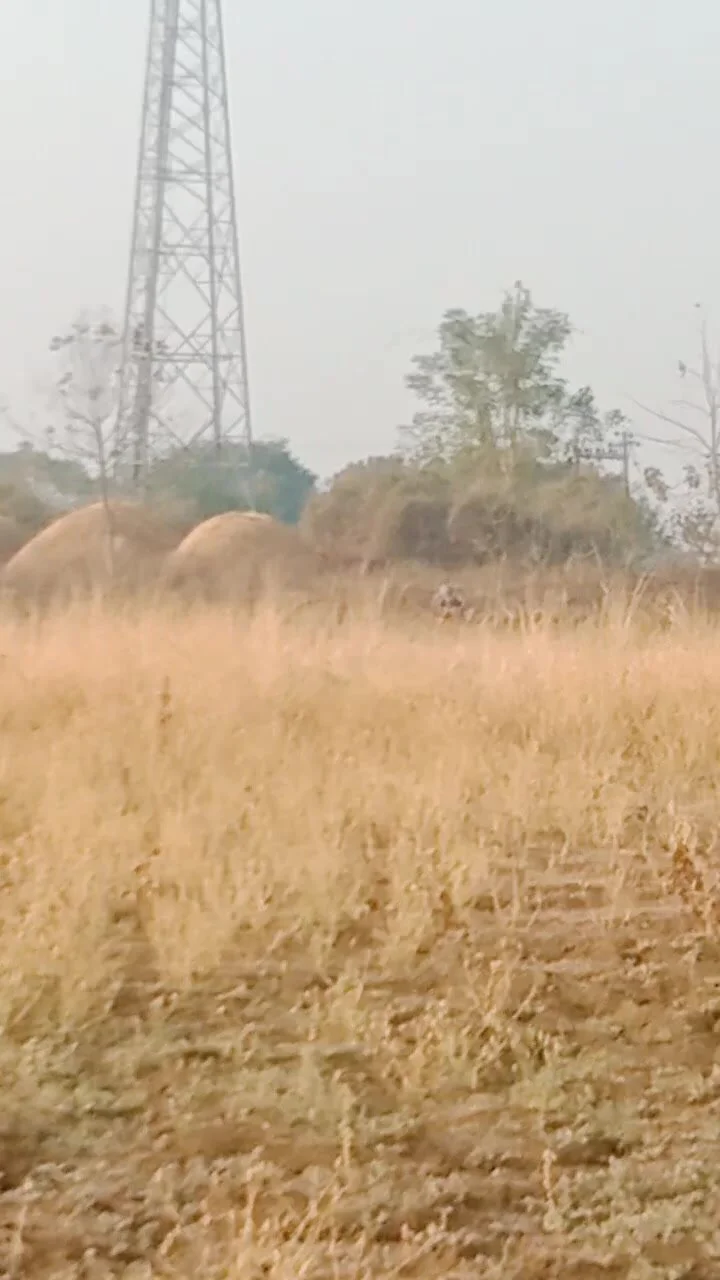 Video: Shiting Village aunty in khet - ThisVid.com