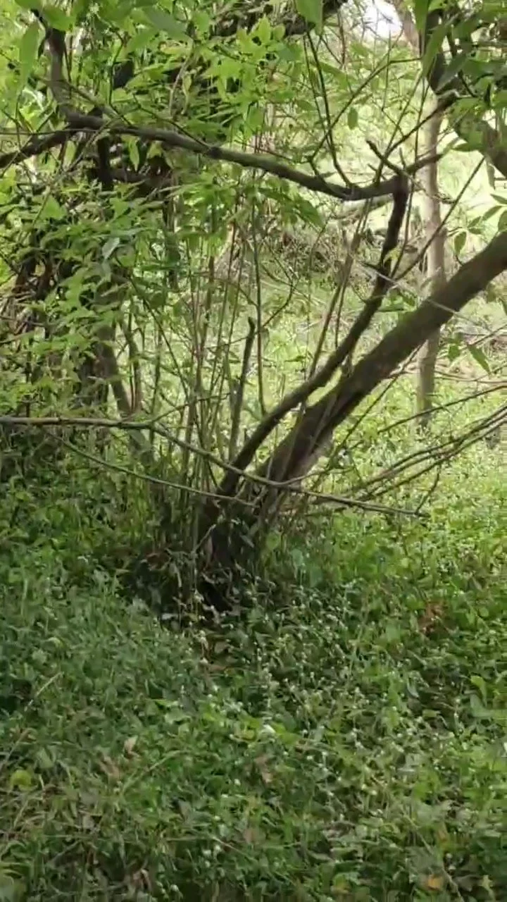 Aunty sex in forest