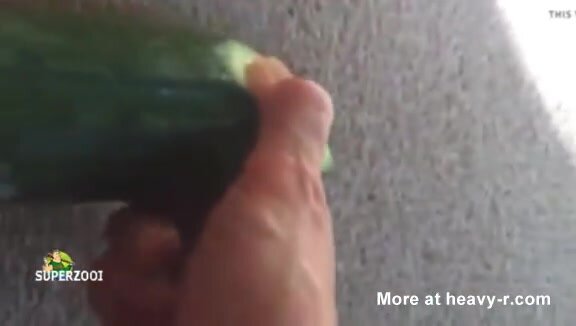 Gripping Pussy Eats Cucumber