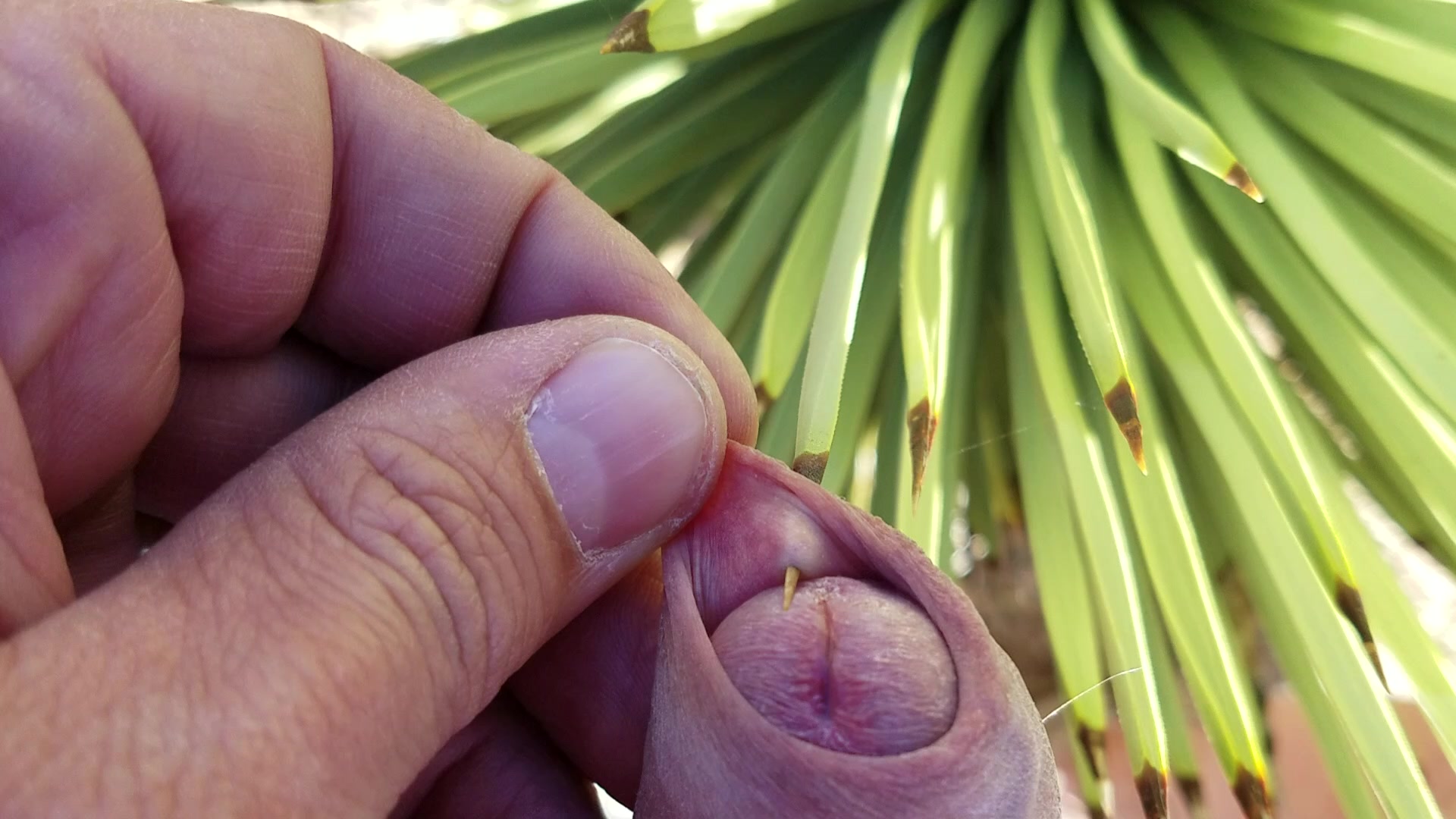 Self foreskin playpiercing with agave thorn in desert