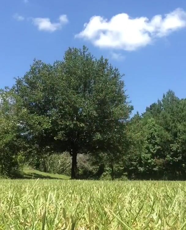 streaking in field - YouTube