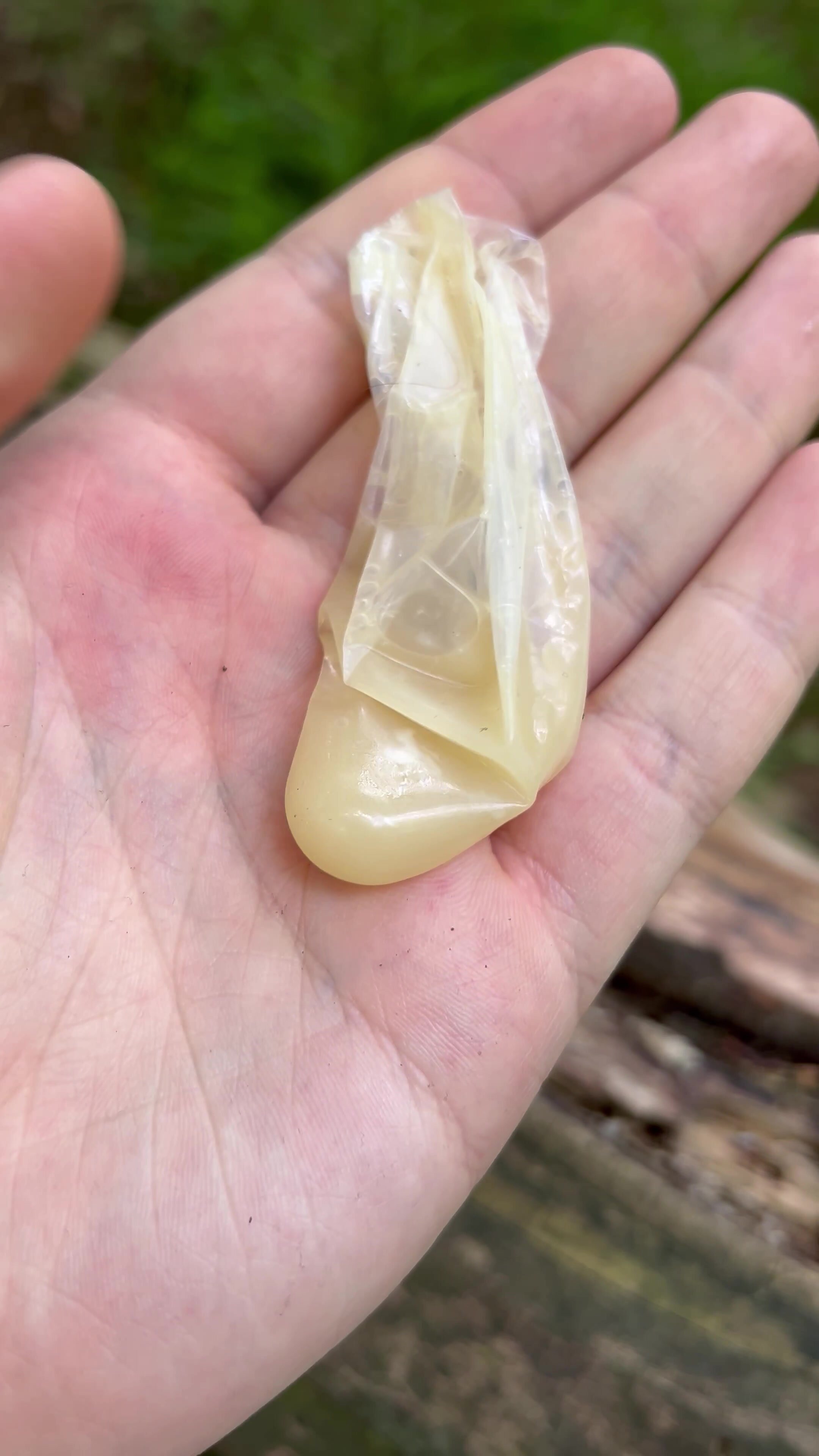 Used condom in forest