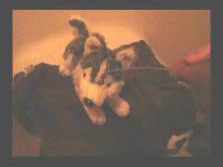 Grateful Husky Plushie is given a shower.
