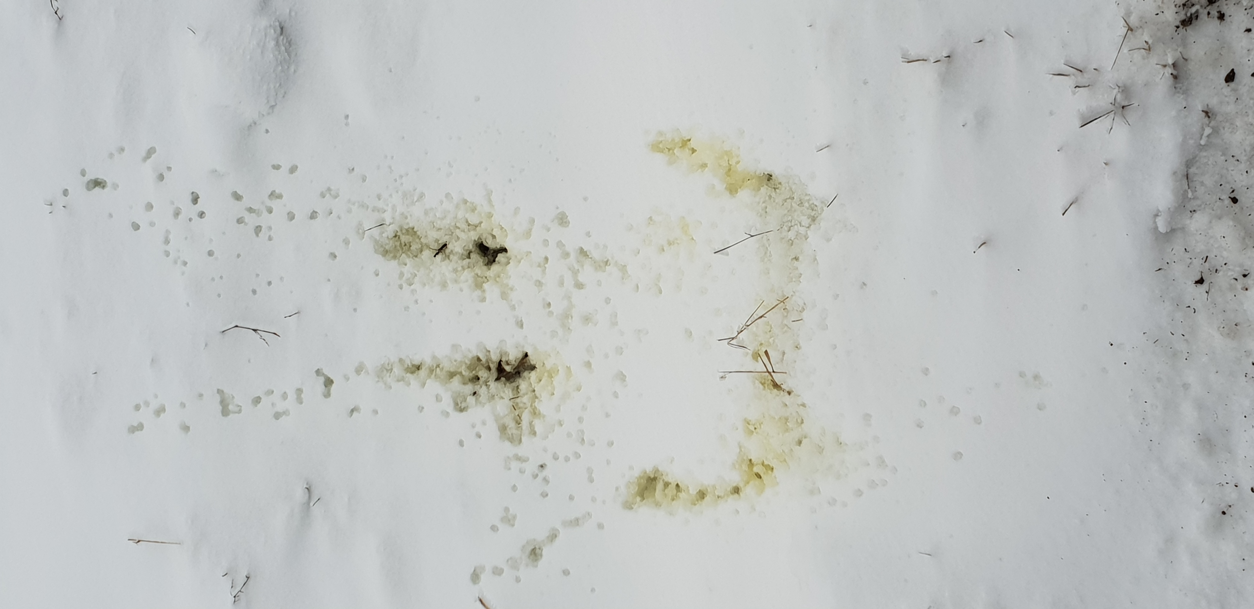 Pee a Smiley in the Snow