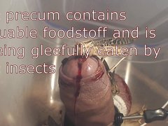240px x 180px - Insects Videos Sorted By Their Popularity At The Gay Porn Directory -  ThisVid Tube