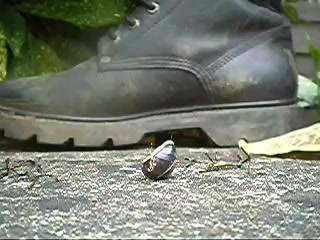 caterpillar boots stomp