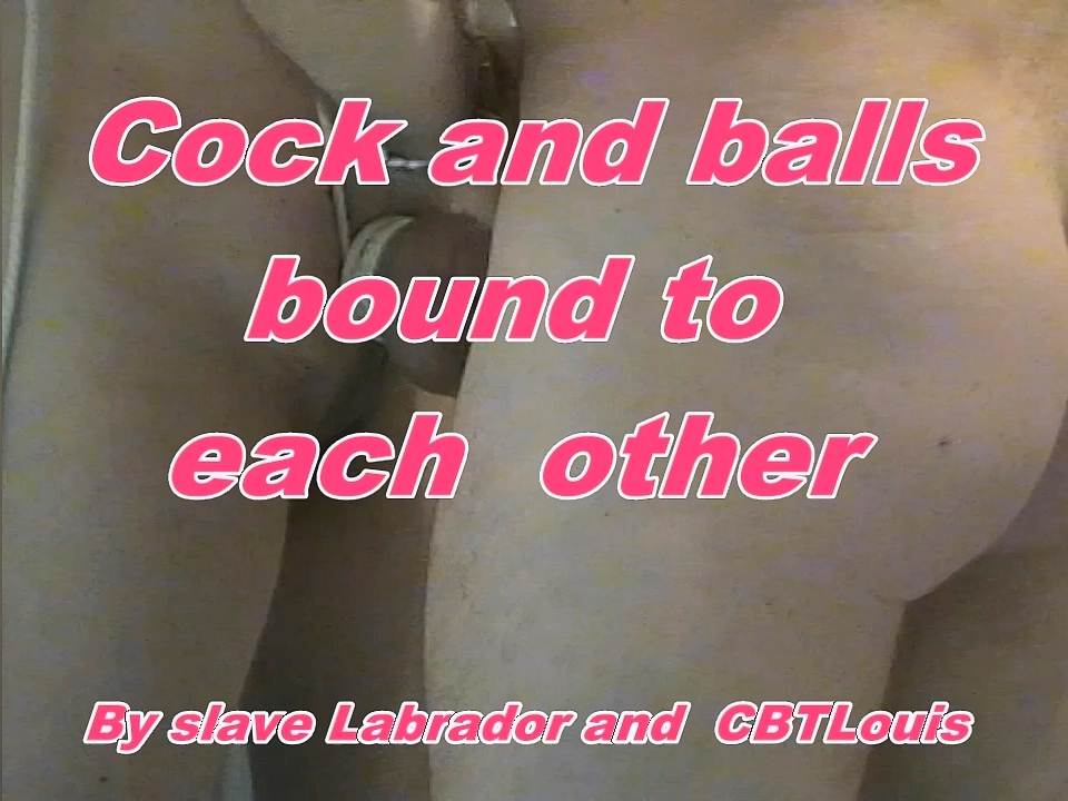 Labrador's & Louis's Cock and balls bound together