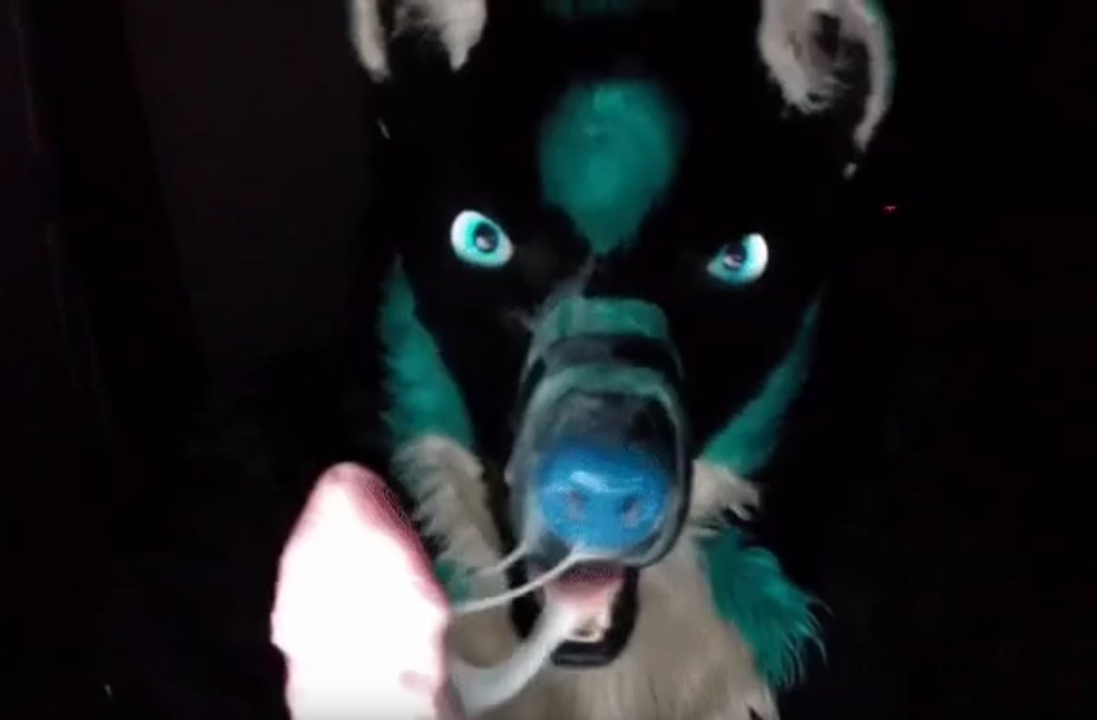 Extremely messy fursuit head fuck (short but hot)