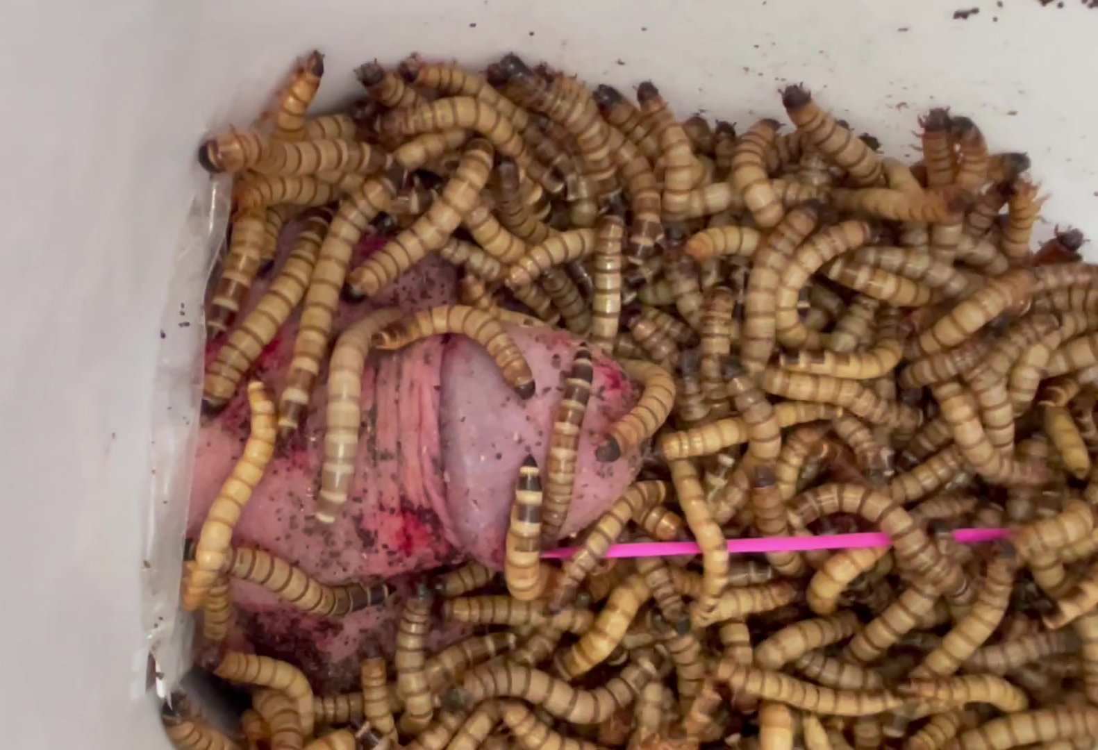 HUNGRY SUPERWORMS FEAST ON COCK & BALLS