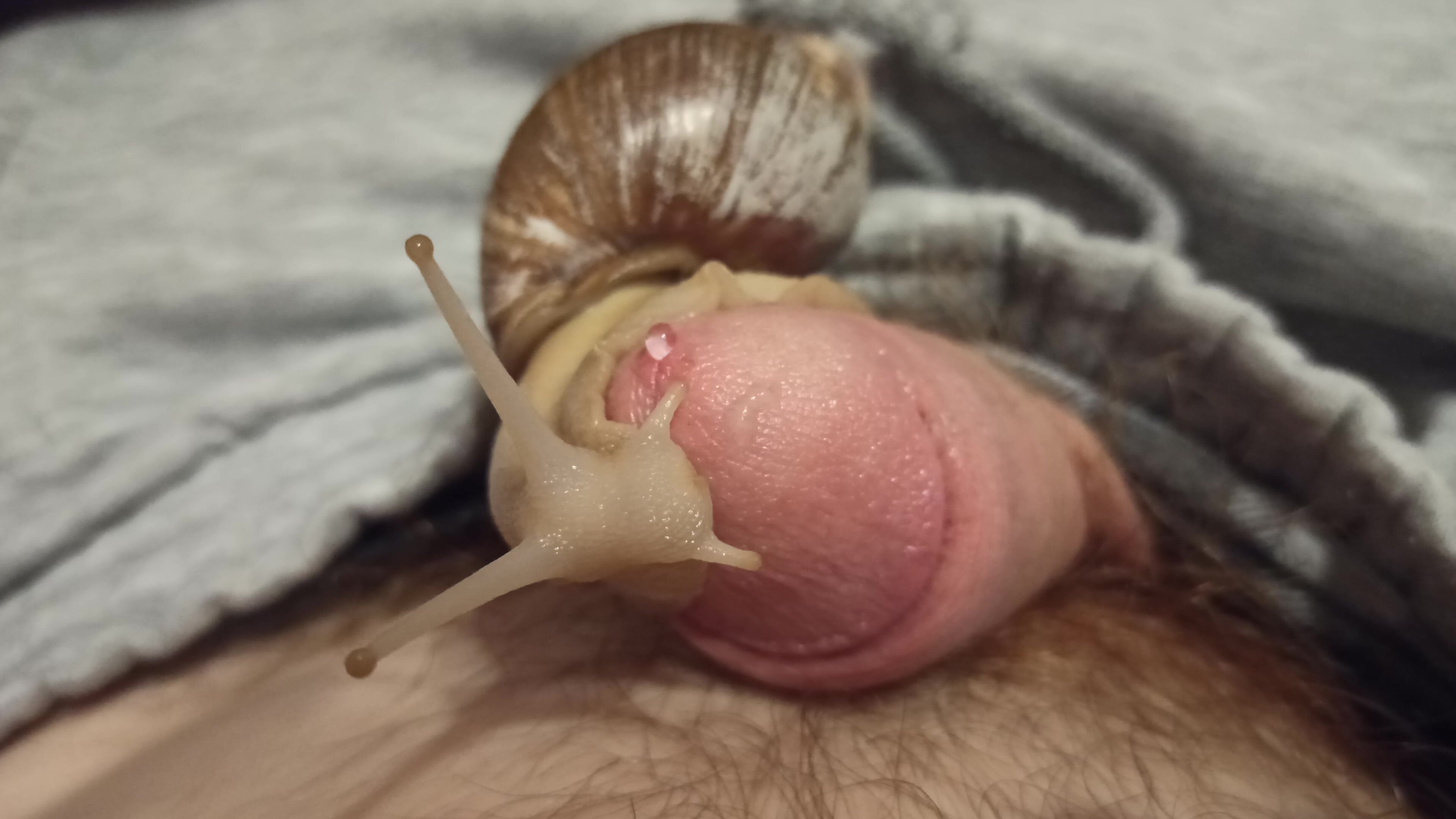 Giant snail massaging my cockhead