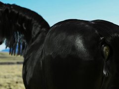 Horse anal vore - video 8