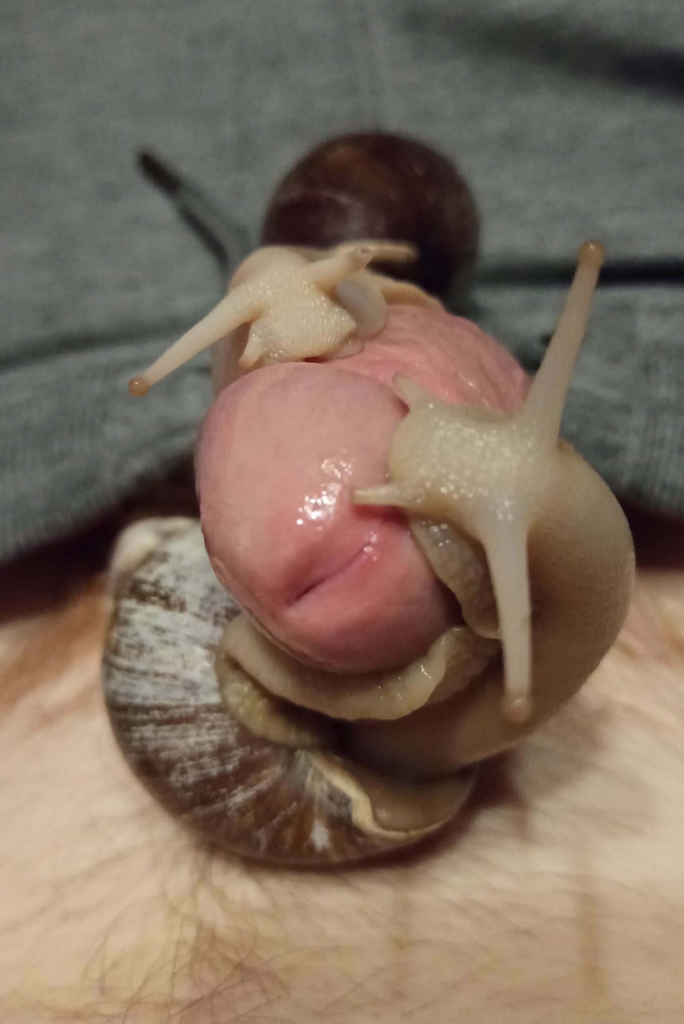Two giant, slimy snails on my cock make me throb