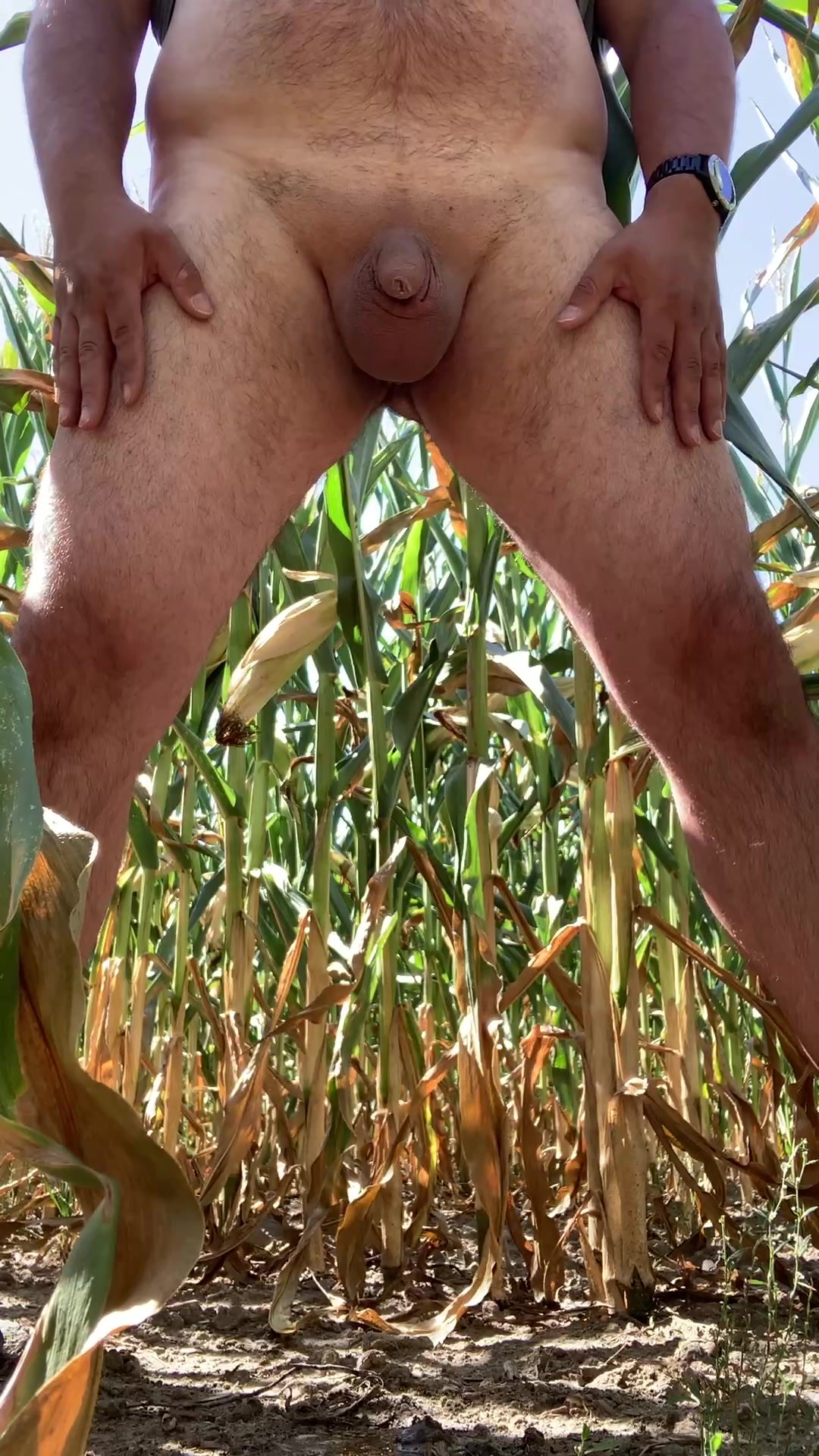 Pee in the cornfield