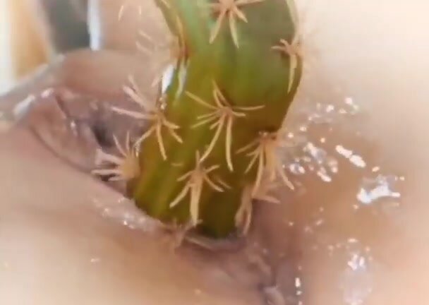 Cactus Cooch