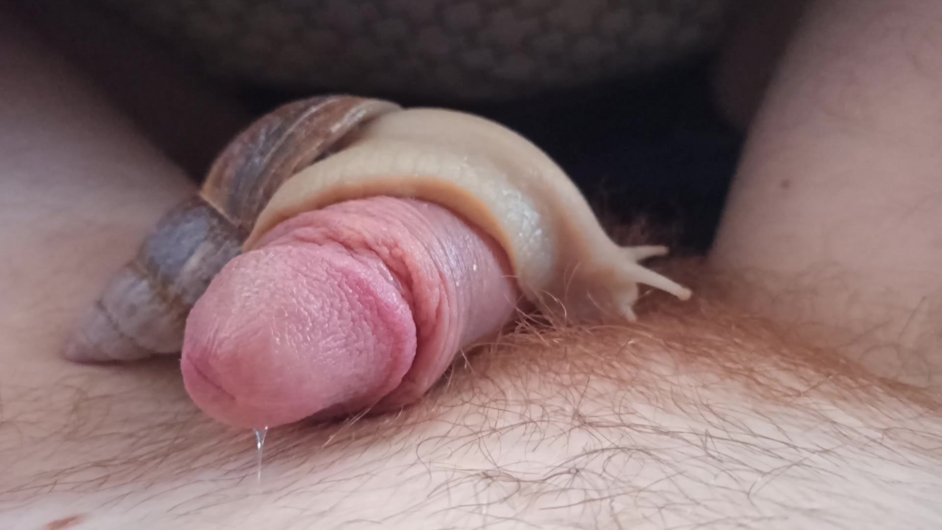Giant snail gently exploring my soft, pink cock