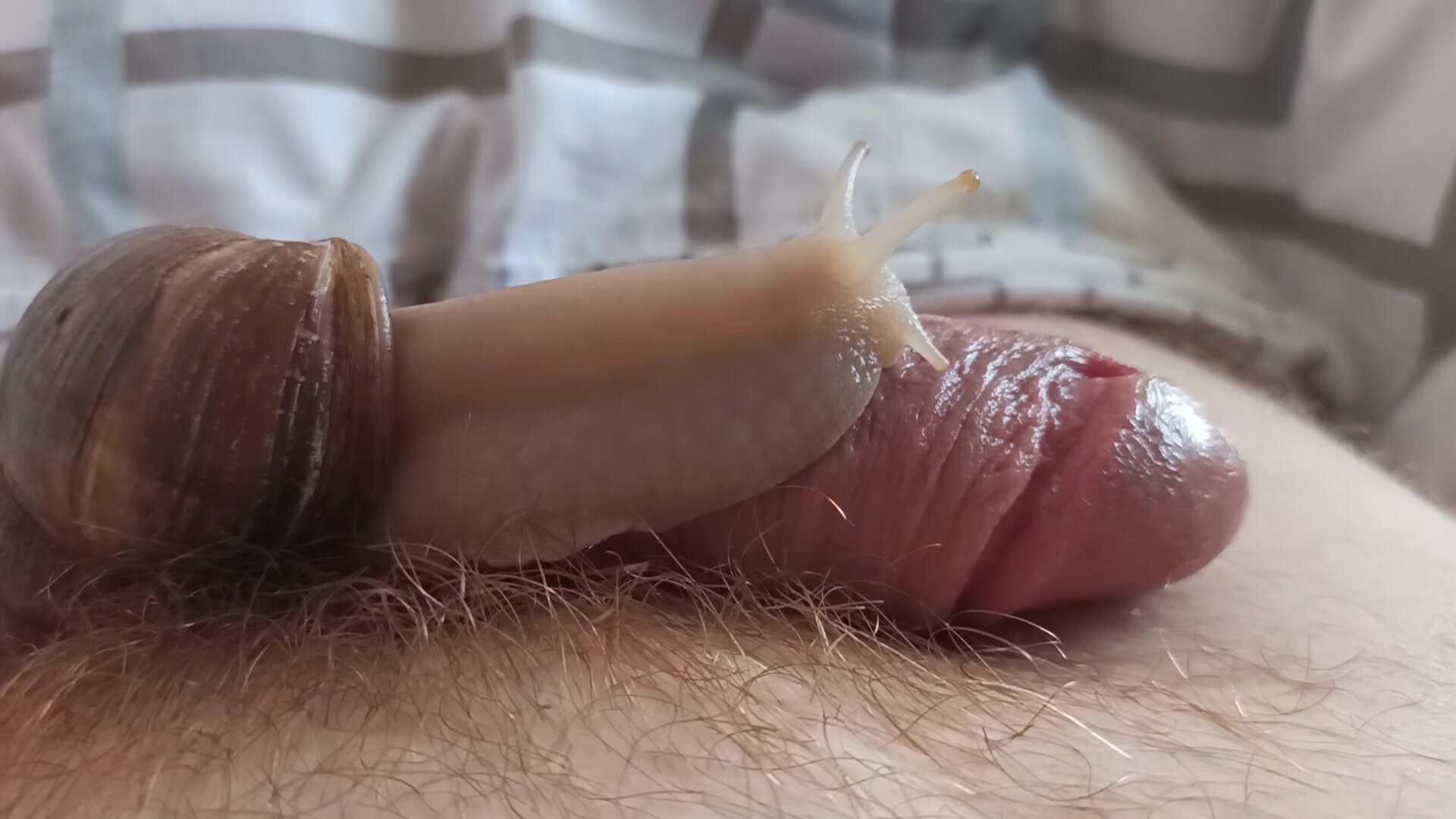 10 minutes of uninterrupted snail massage for my cock