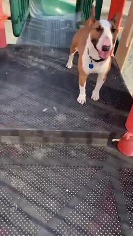 Funny Dog Falls Off Slide