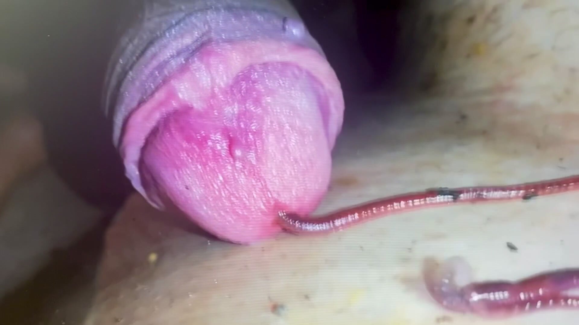 Vers dans la bite ! Worms down your cock ! Wow, hot!