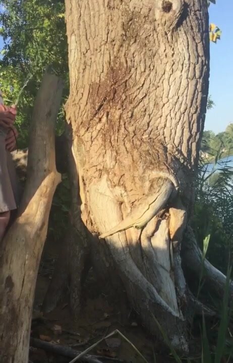 Pissing on a tree at the lake