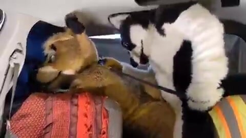 Fursuit Sex 4