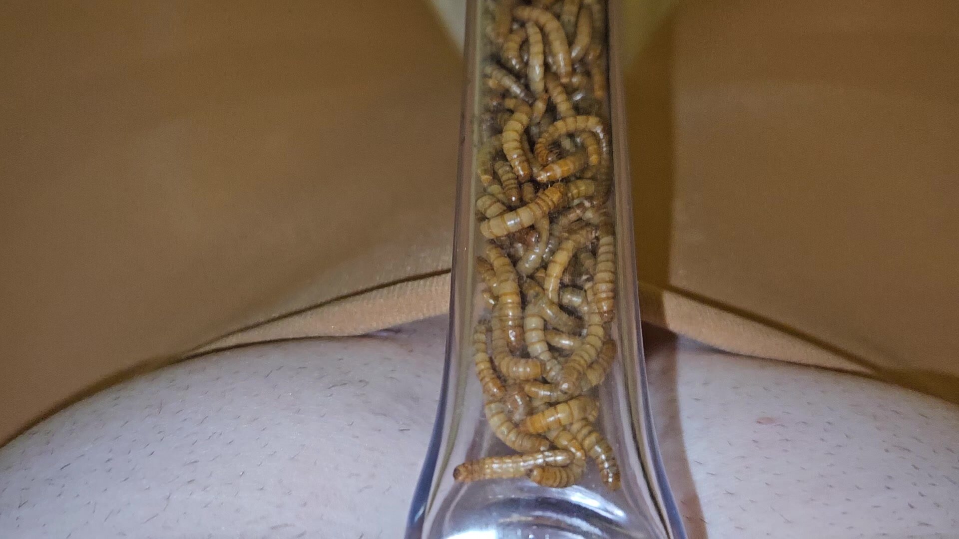 Mealworms fill stockings