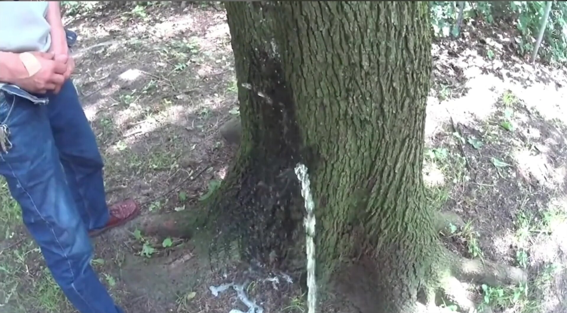 2 guys piss on tree