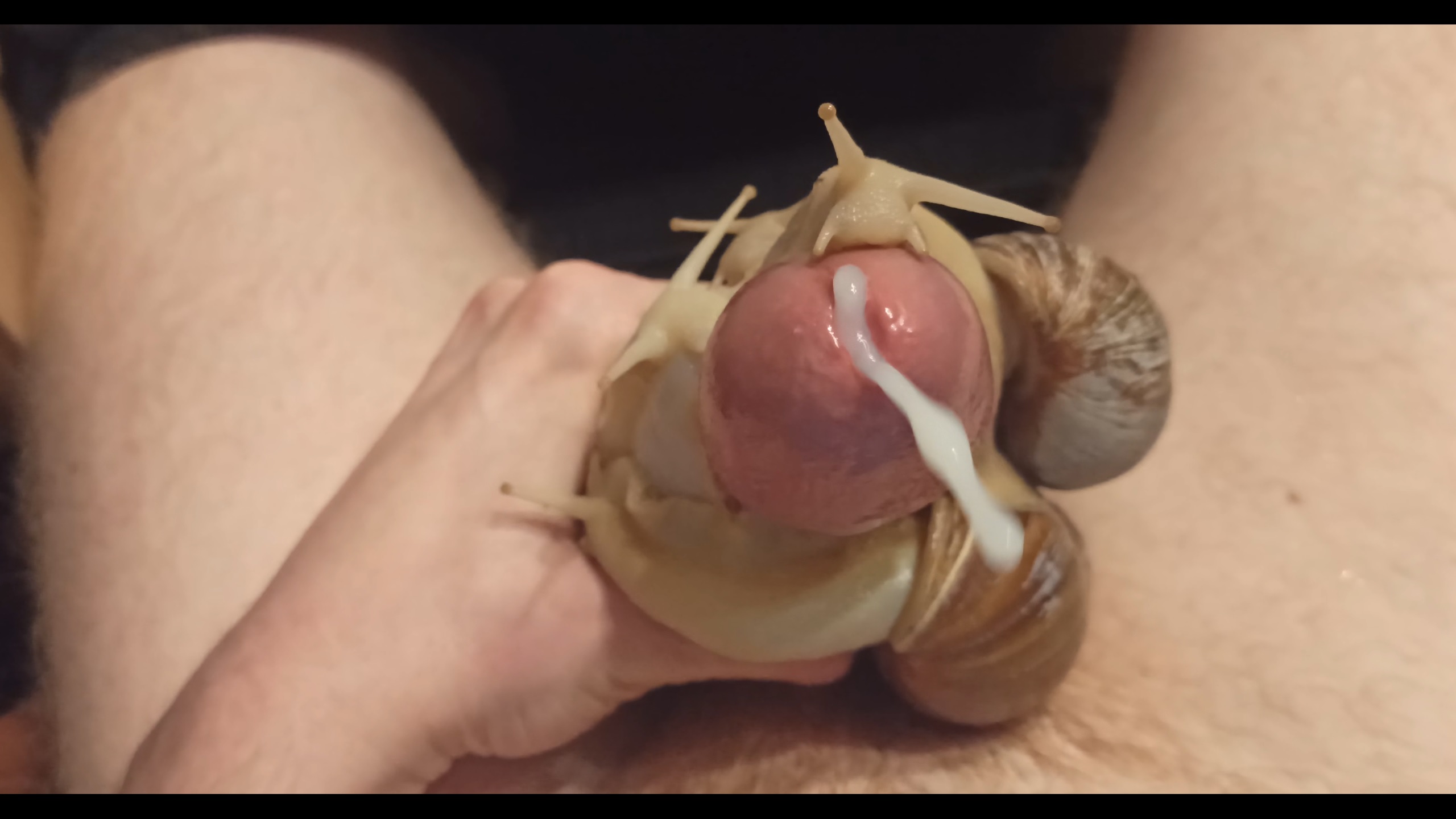 4 giant snails caress my huge cock and drain my balls
