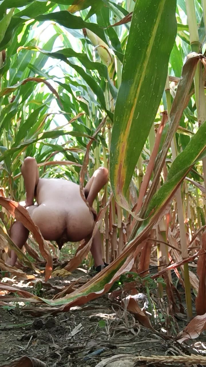 Shitting diarrhea in the cornfield (1)