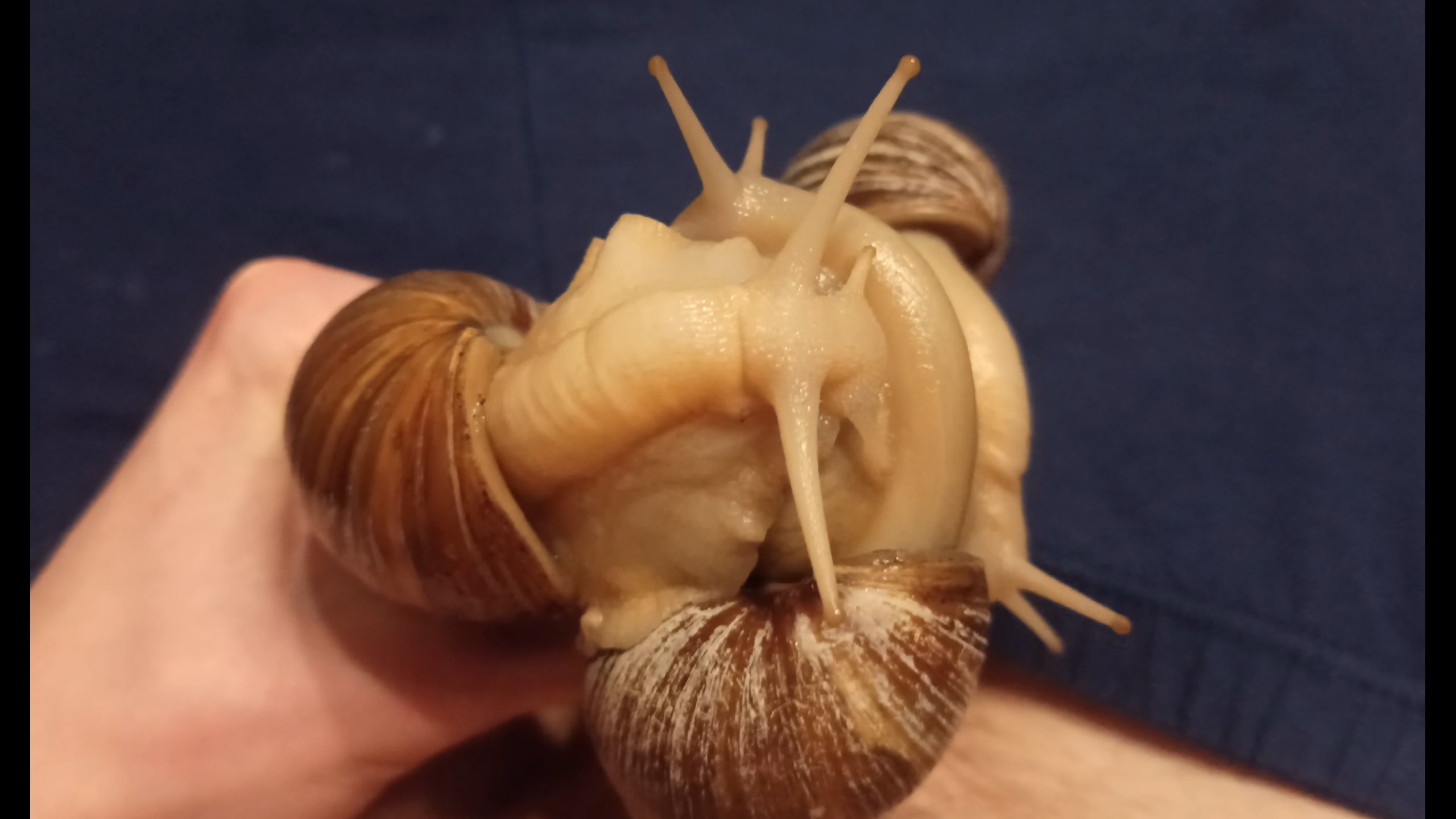 3 Giant Snails stimulate my glans and make me cum
