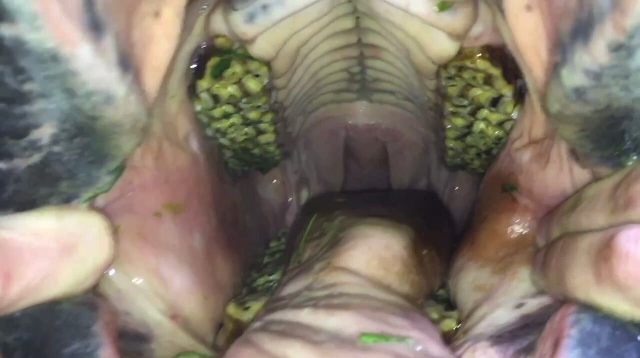 Inside a horse’s mouth