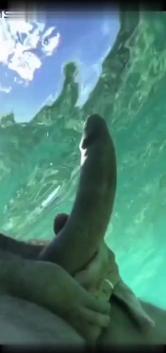 Ocean Swim Wank
