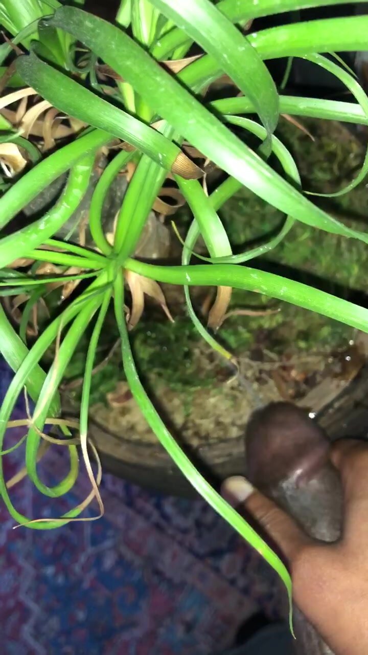 Watering a plant - video 2