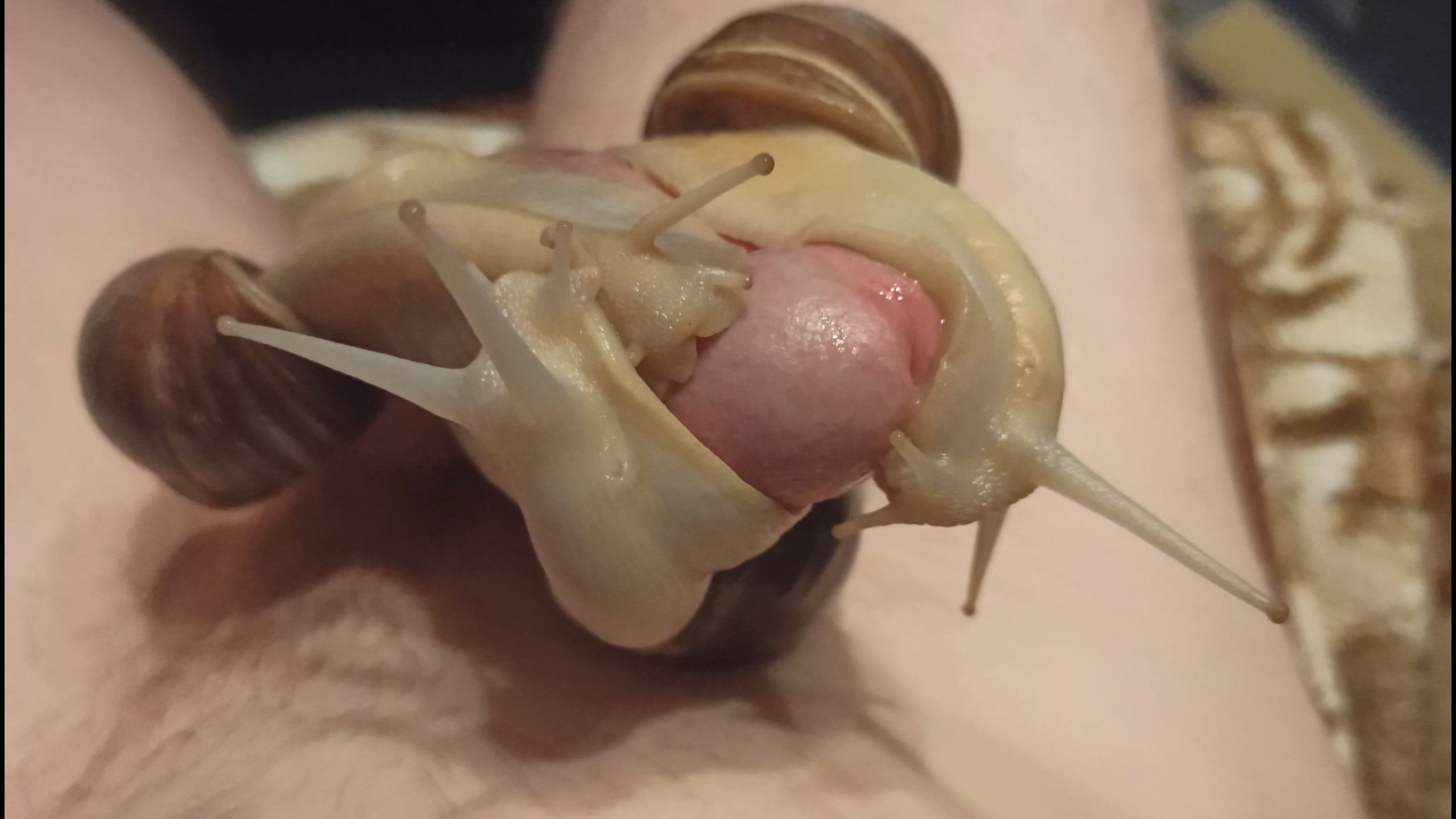 Giant Snails make me cum hands free for almost a minute